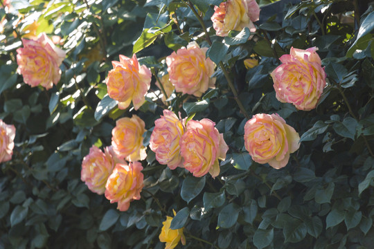 月季花