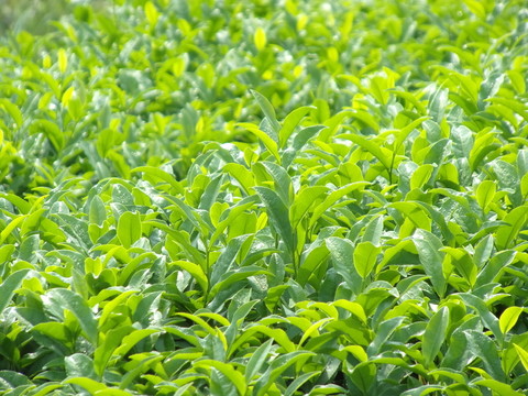茶園