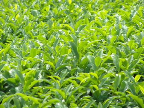 茶園