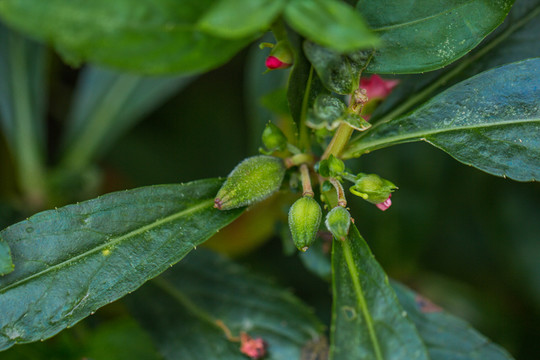 鳳仙花 指甲花