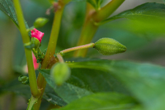 鳳仙花 指甲花