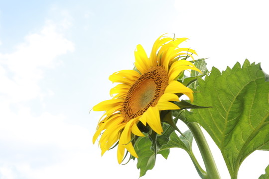 葵花