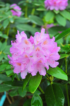 杜鵑花
