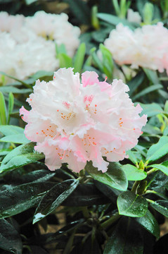 杜鵑花