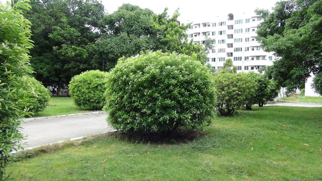 綠色植物