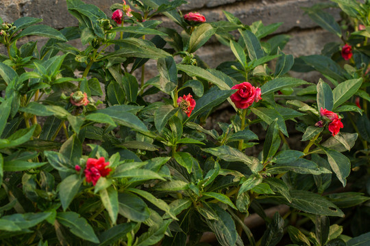 鳳仙花 指甲花