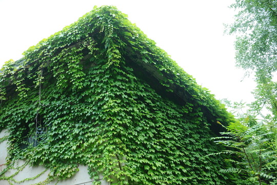 爬墻虎
