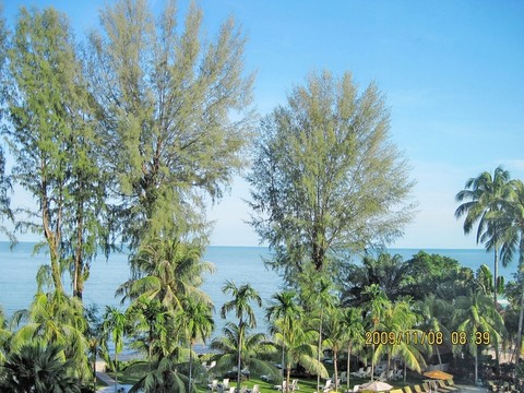 紅柳 海柳