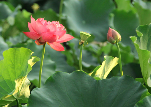 大紅荷花