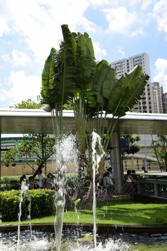 芭蕉葉