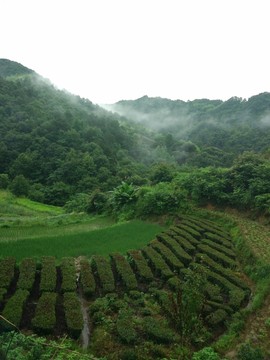 山 大山 云霧