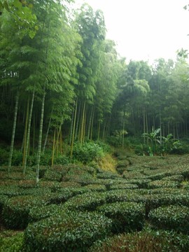 山 大山 竹林 茶樹