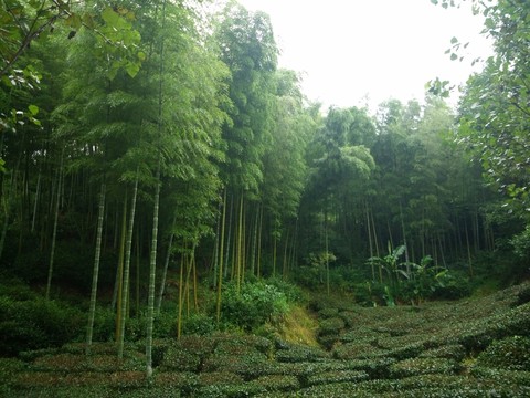 山 大山  竹林 茶樹