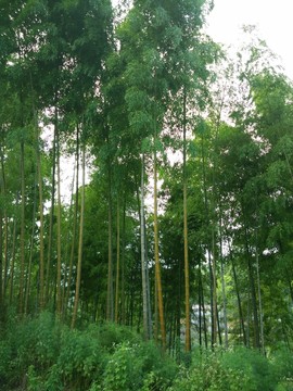 竹林 毛竹 竹子 竹海