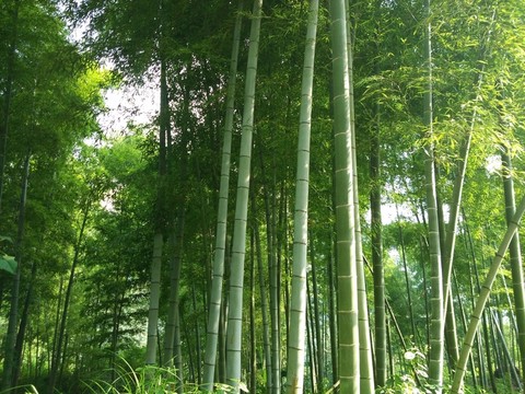 竹林 毛竹 竹子 竹海