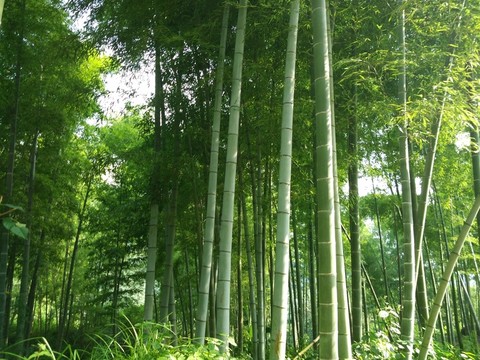 竹林 毛竹 竹子 竹海