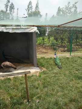 旅游 公園 孔雀
