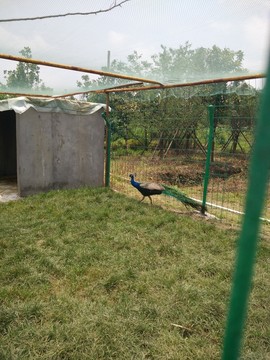 旅游 公園 孔雀