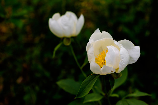 山芍藥花