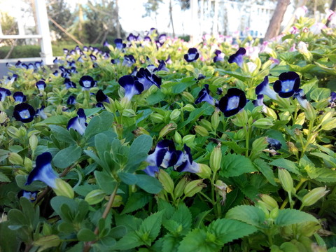 紫色花朵高清圖