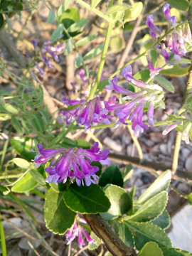 小紫花高清圖