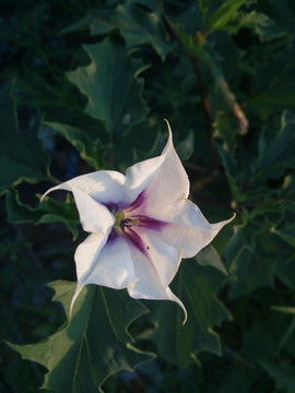 曼陀羅花高清圖