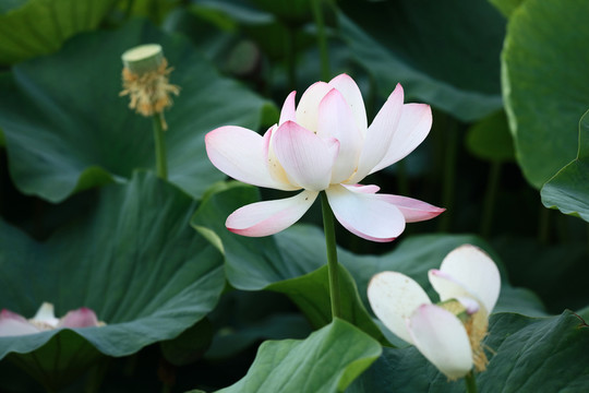 荷花