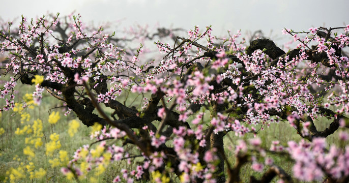桃花