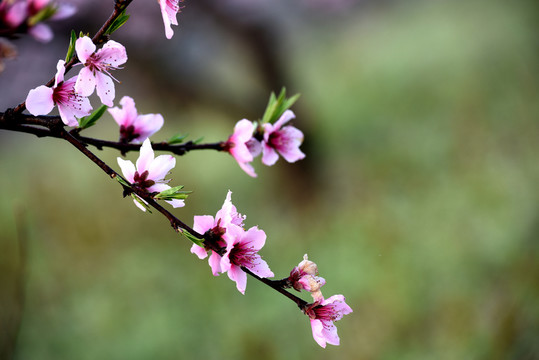 桃花