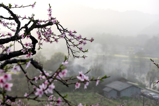 桃花