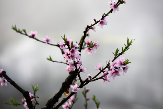 九溪桃花