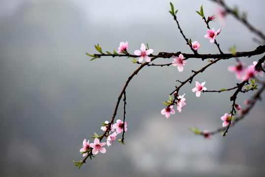 九溪桃花