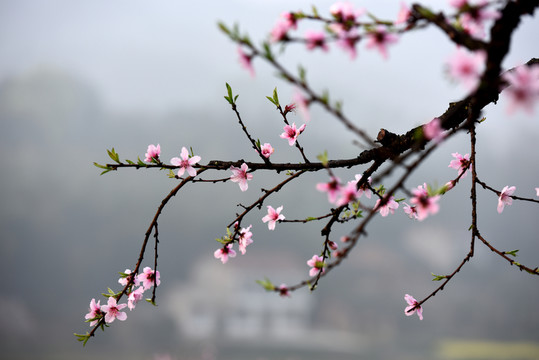 九溪桃花