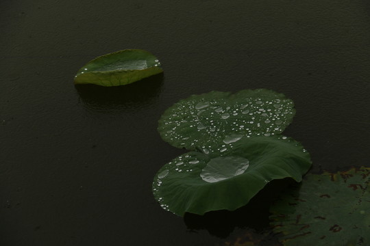 雨中荷葉