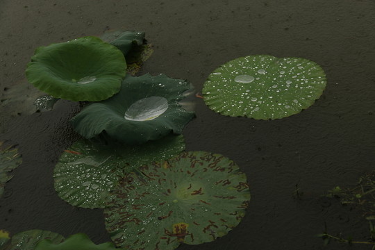 雨中荷葉