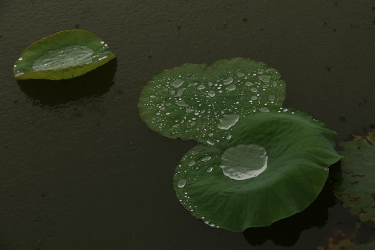 雨中荷葉
