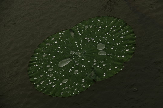 雨中荷葉