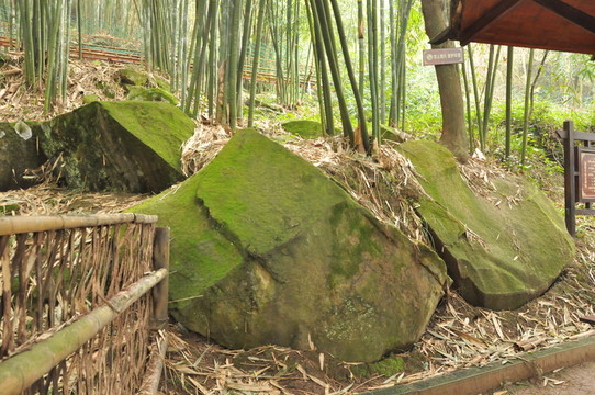 林中長(zhǎng)滿青苔的石頭