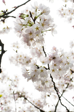 櫻花