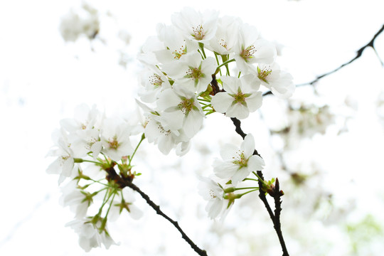 櫻花