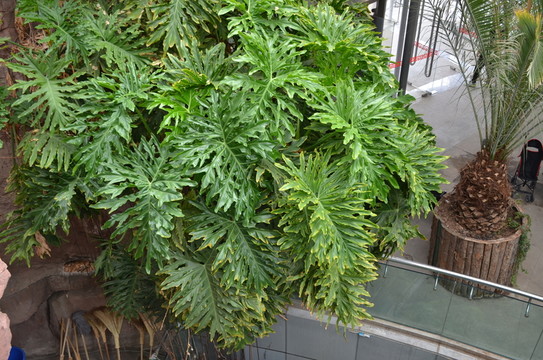 裂葉喜林芋