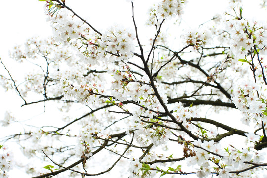 櫻花