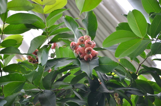 蓮霧果