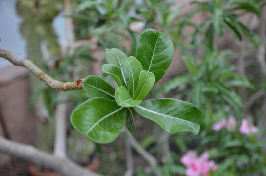 沙漠玫瑰的葉