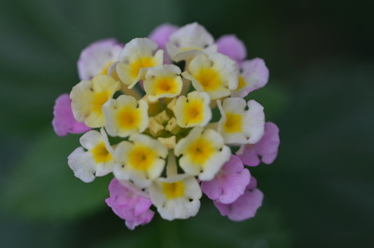 馬櫻丹