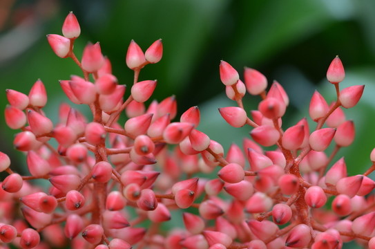 珊瑚鳳梨花