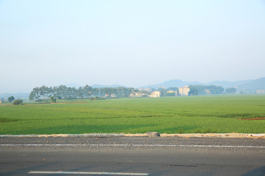 水稻 田野