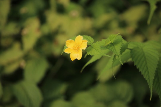 黃花