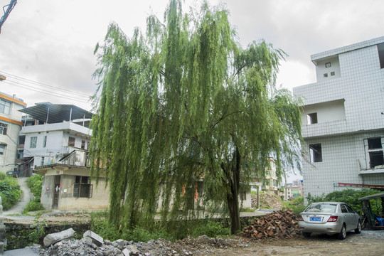 柳樹(shù)