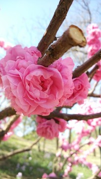 一朵桃花